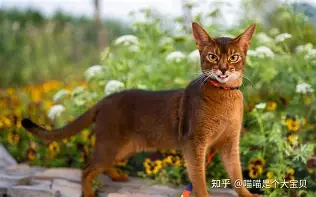 关于维尼修斯能重回CBA四强球迷热议的信息
